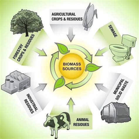 Types Of Biomass Knowledge News Greenvinci Biomass Energy Co Ltd