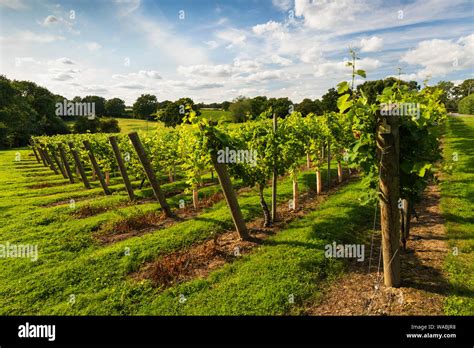 Rows Of Vines At The Chapel Down Winery Tenterden Kent England