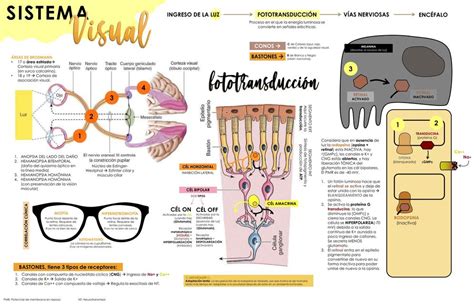 Sistema Visual Fisiología Ojos Vista uDocz