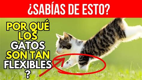 DESCUBRA AHORA POR QUÉ LOS GATOS SON TAN FLEXIBLES Y ÁGILES YouTube