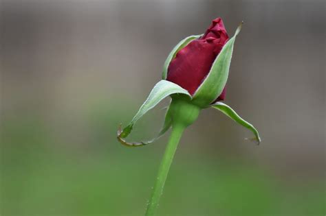 Rose Bud Red Free Photo On Pixabay Pixabay