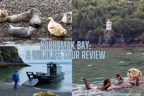 Discover the Kachemak Bay: A Wildlife Tour Review