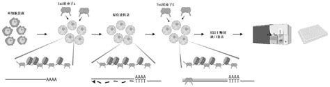 一种单细胞开放染色质和转录组共测序文库的构建方法