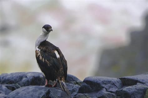 Blue-Eyed Antarctic Shag Photograph by Jeff at JSJ Photography - Pixels