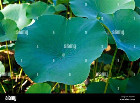 Hojas de loto Nelumbo nucifera en el jardín japonés Fotografía de