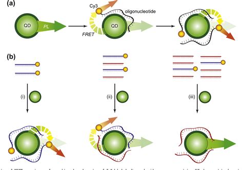 Figure From Characterization Of The Adsorption Of Oligonucleotides On