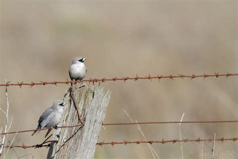 Woodswallows Butcherbirds Cuckooshrikes Julian Teh Illustration