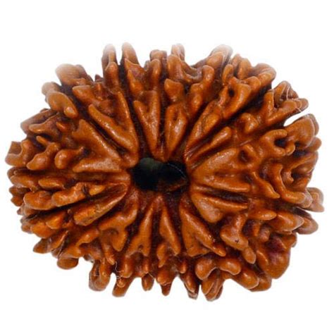 Crafty Soul Design Mukhi Rudraksha Aaa Quality Nepal Rudraksha