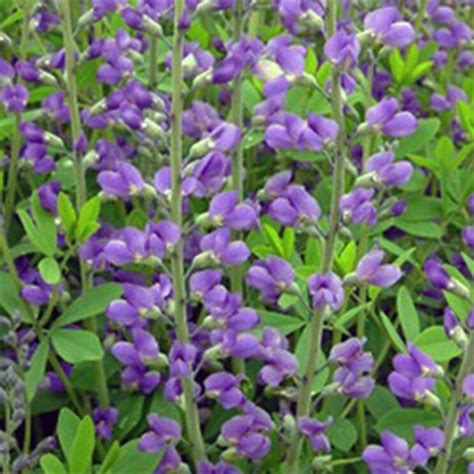 Baptisia Australis Seeds Putnam Hill Nursery