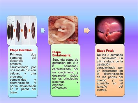 Desarrollo Prenatal Timeline Timetoast Timelines