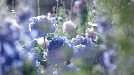 Hydrangea Flowers GIF - Hydrangea Flowers - Discover & Share GIFs