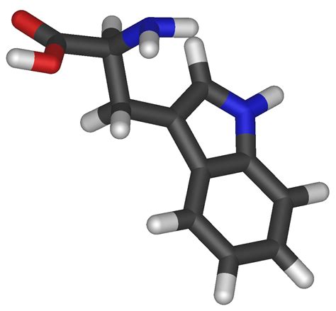 Tryptophan | Psychology Wiki | FANDOM powered by Wikia