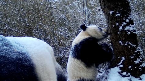 Wild Giant Pandas Spotted Having Fun In Southwest China Cgtn