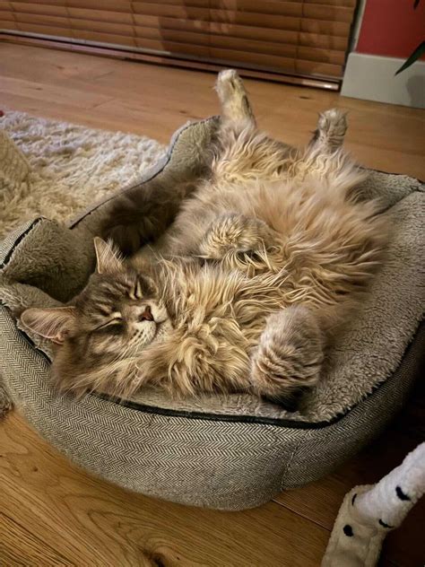 Do Maine Coons Get Along With Other Cats? – Maine Coon Central