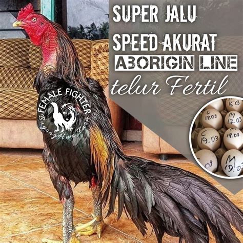 Jual Ayam Bangkok Super Aduan Telur Fertil Asli Pakhoy Ekor Lidi Super