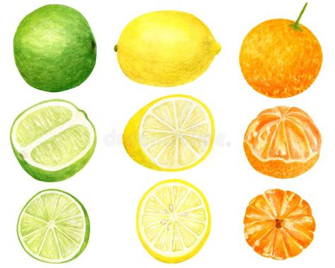 Watercolor Fresh Lemon Tangerine And Lime Set Hand Drawn Botanical Illustration Of Yellow