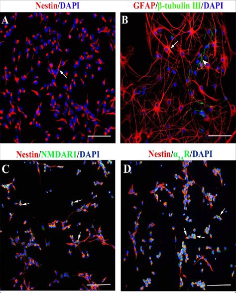 Identification Of Neural Stem Cells A Immunostaining Of Cells In A Download Scientific