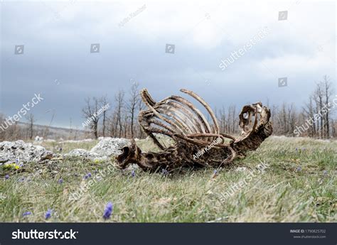 lion  carcass images stock  vectors shutterstock