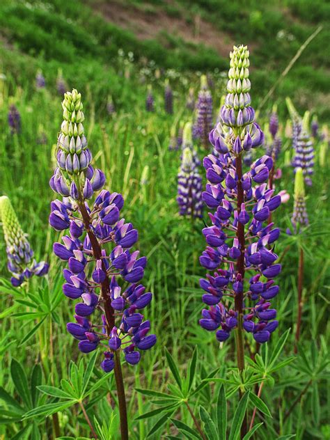 Purple Lupine Flower Blossoms No824 Photograph By Randall Nyhof