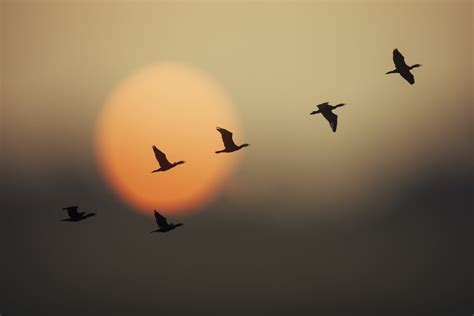 Cuba S First Motus Tower For Tracking Migrant Land Birds