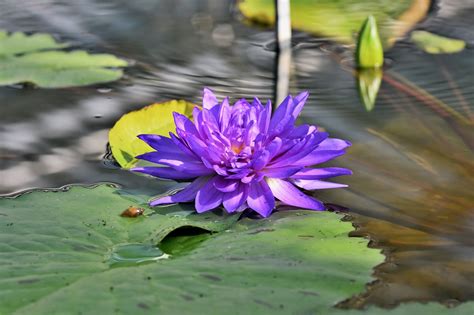 Water Lily Pond Lake - Free photo on Pixabay - Pixabay