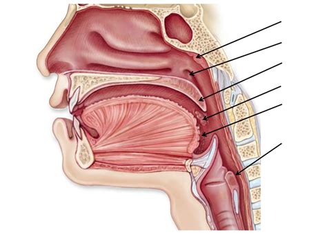 Chapter Upper Respiratory Tract Diagram Diagram Quizlet