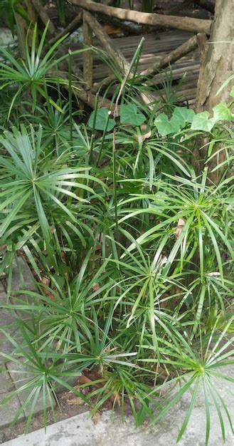 Premium Photo Cyperus Alternifolius Plant Taken Closeup Angle