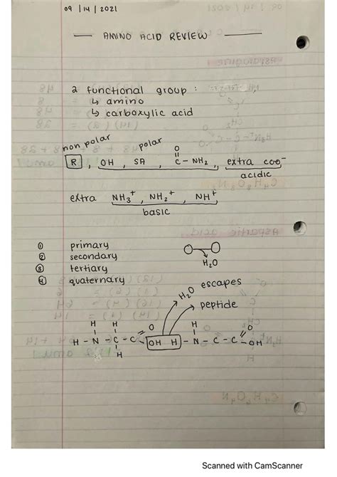 Solution Amino Acid Review Types Of Structures With Explanations And