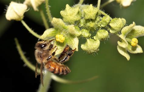 Abejas Avispas Y Hormigas Bees Wasps And Ants Flickr