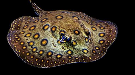 Freshwater Stingray: Care, Size, Lifespan, Diet & More