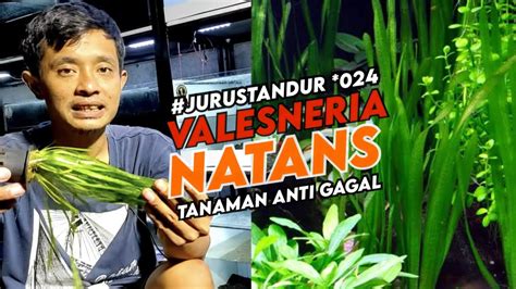 Valesneria Natans Golongan Tanaman Aquascape Paling Mudah