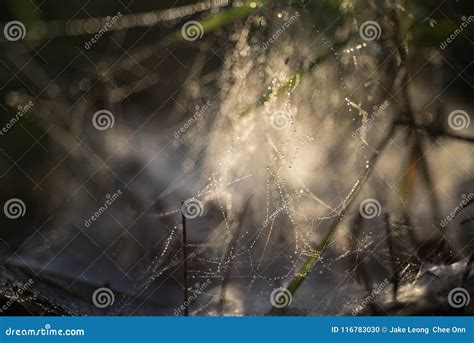 Scattered Spider Web in the Light Stock Photo - Image of hanging, earth ...