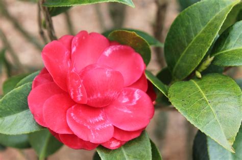 Camellia japonica (Camellia, Common Camellia, Japanese Camellia, Peony ...