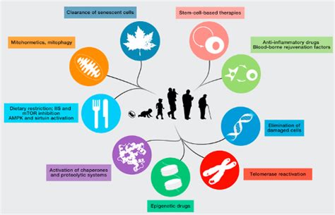 Vieillissement cellulaire causes et conséquences Nutri Co