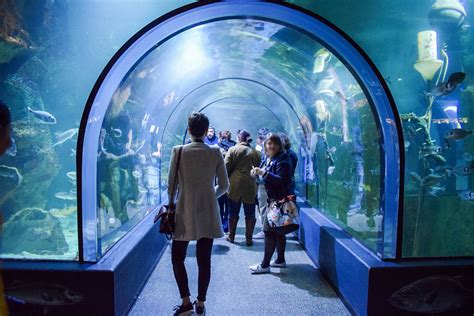 La D Couverte De L Oc Arium Du Croisic En Loire Atlantique