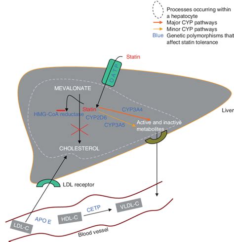 Key Molecular Pathways Of Cholesterol Synthesis And Statin Metabolism