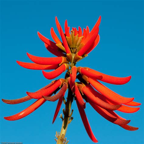 Erythrina Speciosa Mulungu Do Litoral Blog Da Plantei