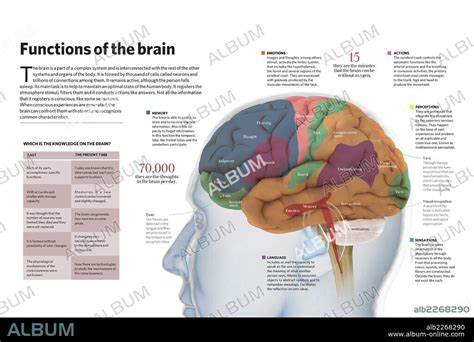 Functions of the brain - Album alb2268290