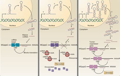 Micrornas As Tumor Suppressors And Oncogenes A In Normal Cells