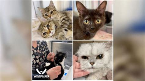 Wisconsin Humane Society Seeks Fosters After Taking In 55 Cats From