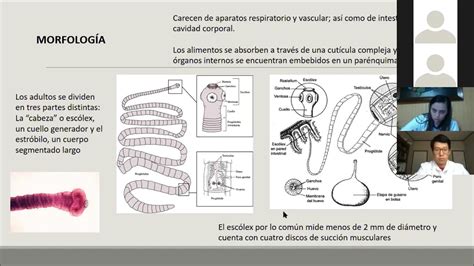 Cestodos Generalidades Y Clasificaci N Youtube