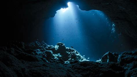 La Limace Des Mers Un Poisson Des Abysses Film Pour La Premi Re