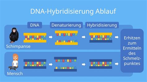 DNA Hybridisierung einfach erklärt Ablauf und Nutzen mit Video