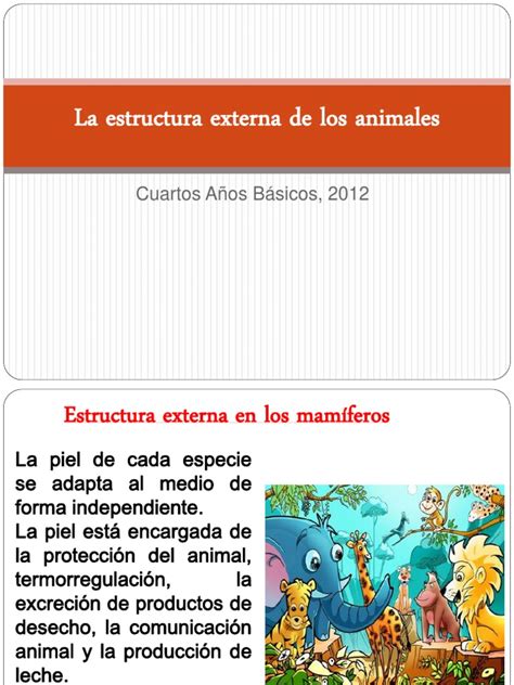 Pdf Estructuras Externas De Los Animales Dokumentips