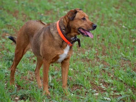 Chienne Rhodesian Ridgeback à donner Petite Annonce chien