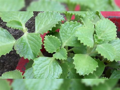 Benefits Of Ajwain Leaves In Winters Digestion Immunity Oral Health