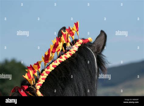 Horse mane braiding hi-res stock photography and images - Alamy