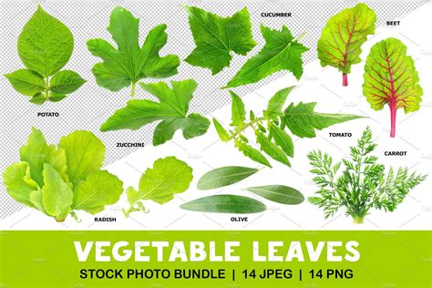 Vegetable Plants Leaves