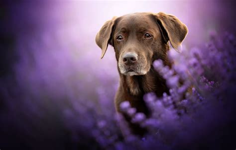 Wallpaper Look Face Flowers Dog Lavender Bokeh Labrador Retriever