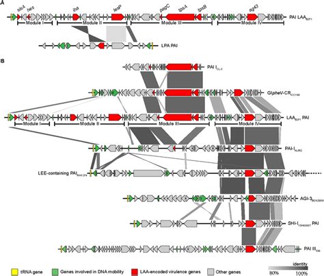 Comparison Of The Genetic Structure Of Laa B2f1 And Related Download Scientific Diagram